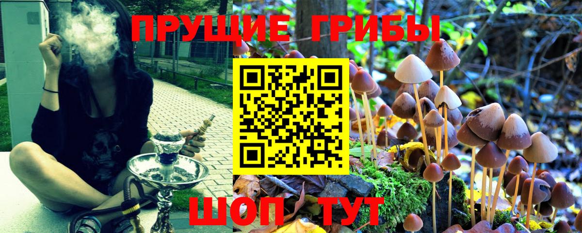 Галлюциногенные грибы Cubensis Пятигорск